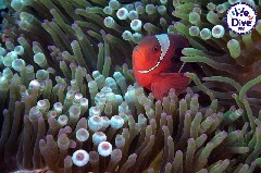    Mareste fotografia 

WeDive - RajaAmpat 2020