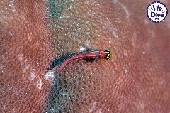    Mareste fotografia 

WeDive - RajaAmpat 2020