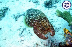    Mareste fotografia 

WeDive - RajaAmpat 2020