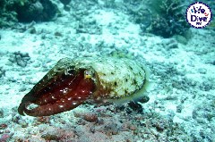    Mareste fotografia 

WeDive - RajaAmpat 2020