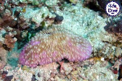    Mareste fotografia 

WeDive - RajaAmpat 2020