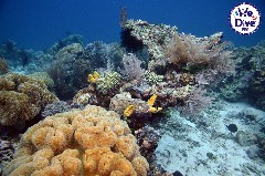    Mareste fotografia 

WeDive - RajaAmpat 2020