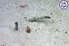    Mareste fotografia 

WeDive - RajaAmpat 2020