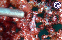    Mareste fotografia 

WeDive - RajaAmpat 2020