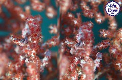    Mareste fotografia 

WeDive - RajaAmpat 2020