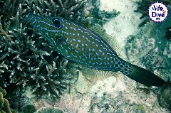    Mareste fotografia 

WeDive - RajaAmpat 2020