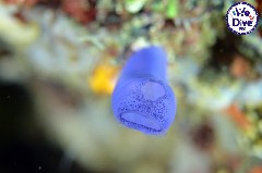    Mareste fotografia 

WeDive - RajaAmpat 2020