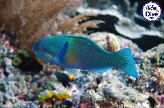    Mareste fotografia 

WeDive - RajaAmpat 2020