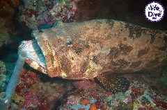    Mareste fotografia 

WeDive - RajaAmpat 2020