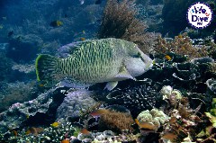    Mareste fotografia 

WeDive - RajaAmpat 2020