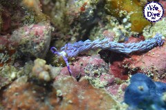    Mareste fotografia 

WeDive - RajaAmpat 2020