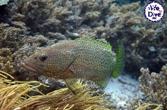    Mareste fotografia 

WeDive - RajaAmpat 2020