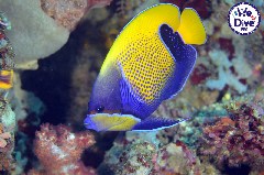    Mareste fotografia 

WeDive - RajaAmpat 2020