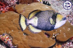    Mareste fotografia 

WeDive - RajaAmpat 2020