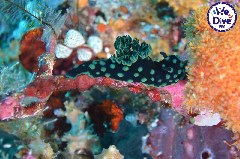    Mareste fotografia 

WeDive - RajaAmpat 2020