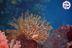    Mareste fotografia 

WeDive - RajaAmpat 2020