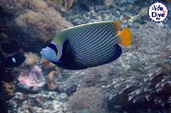    Mareste fotografia 

WeDive - RajaAmpat 2020