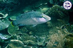    Mareste fotografia 

WeDive - RajaAmpat 2020