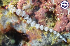    Mareste fotografia 

WeDive - RajaAmpat 2020