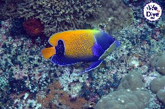    Mareste fotografia 

WeDive - RajaAmpat 2020