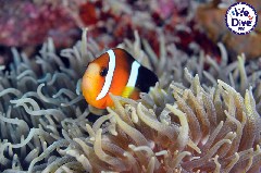    Mareste fotografia 

WeDive - RajaAmpat 2020