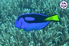    Mareste fotografia 

WeDive - RajaAmpat 2020