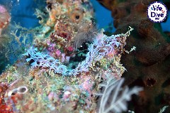    Mareste fotografia 

WeDive - RajaAmpat 2020