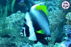    Mareste fotografia 

WeDive - RajaAmpat 2020