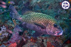    Mareste fotografia 

WeDive - RajaAmpat 2020