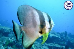    Mareste fotografia 

WeDive - RajaAmpat 2020