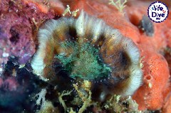    Mareste fotografia 

WeDive - RajaAmpat 2020