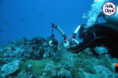    Mareste fotografia 

WeDive - RajaAmpat 2020