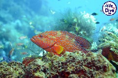    Mareste fotografia 

WeDive - RajaAmpat 2020