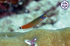    Mareste fotografia 

WeDive - RajaAmpat 2020