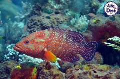    Mareste fotografia 

WeDive - RajaAmpat 2020