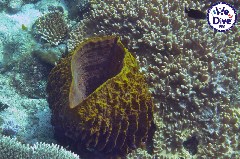    Mareste fotografia 

WeDive - RajaAmpat 2020