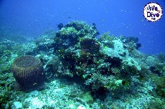    Mareste fotografia 

WeDive - RajaAmpat 2020