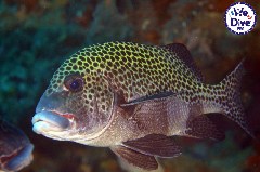    Mareste fotografia 

WeDive - RajaAmpat 2020