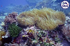    Mareste fotografia 

WeDive - RajaAmpat 2020