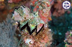    Mareste fotografia 

WeDive - RajaAmpat 2020