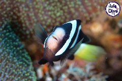    Mareste fotografia 

WeDive - RajaAmpat 2020