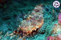    Mareste fotografia 

WeDive - RajaAmpat 2020