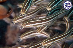    Mareste fotografia 

WeDive - RajaAmpat 2020