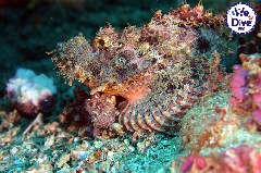    Mareste fotografia 

WeDive - RajaAmpat 2020