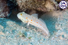    Mareste fotografia 

WeDive - RajaAmpat 2020