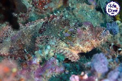    Mareste fotografia 

WeDive - RajaAmpat 2020