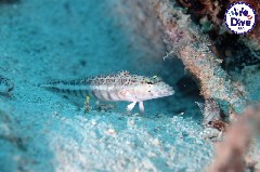    Mareste fotografia 

WeDive - RajaAmpat 2020