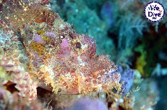    Mareste fotografia 

WeDive - RajaAmpat 2020