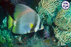    Mareste fotografia 

WeDive - RajaAmpat 2020