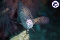    Mareste fotografia 

WeDive - RajaAmpat 2020